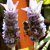 apis mellifera